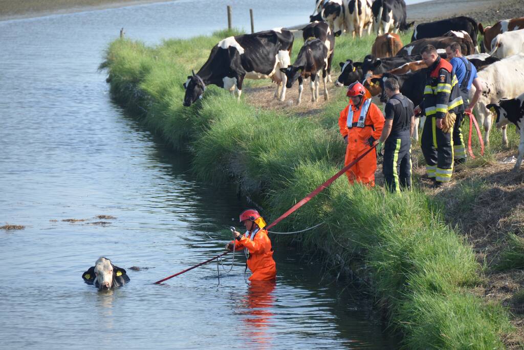 Koe zoekt verkoeling Kouwe Faart