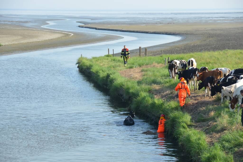 Koe zoekt verkoeling Kouwe Faart