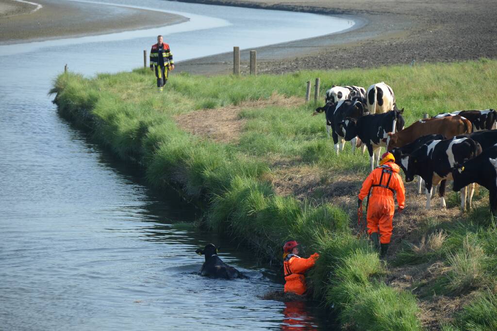 Koe zoekt verkoeling Kouwe Faart