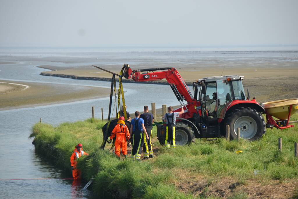 Koe zoekt verkoeling Kouwe Faart