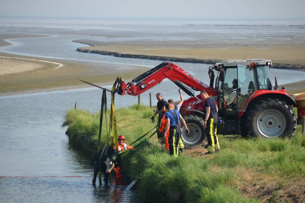 Koe zoekt verkoeling Kouwe Faart