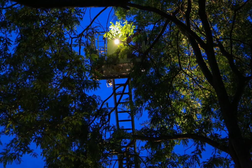 Brandweer verwijdert grote tak van boom