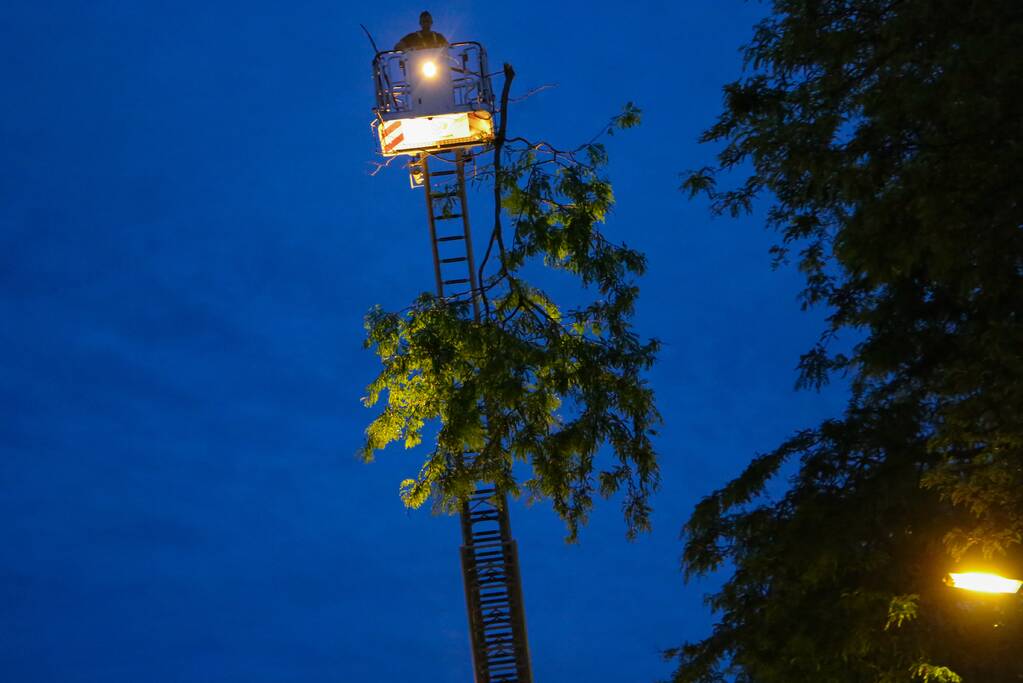 Brandweer verwijdert grote tak van boom