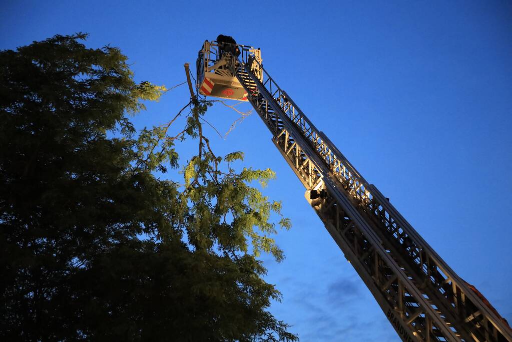 Brandweer verwijdert grote tak van boom