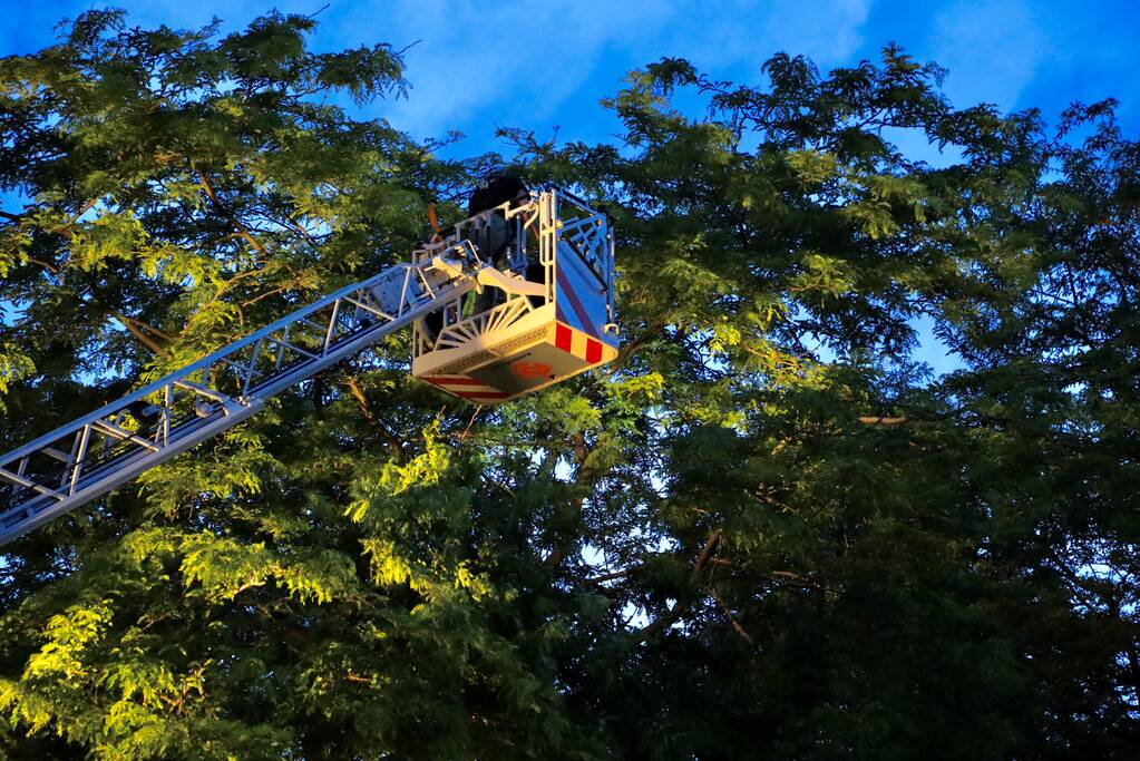 Brandweer verwijdert grote tak van boom