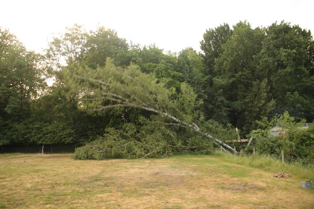 Brandweer verwijdert gevaarlijk staande boom
