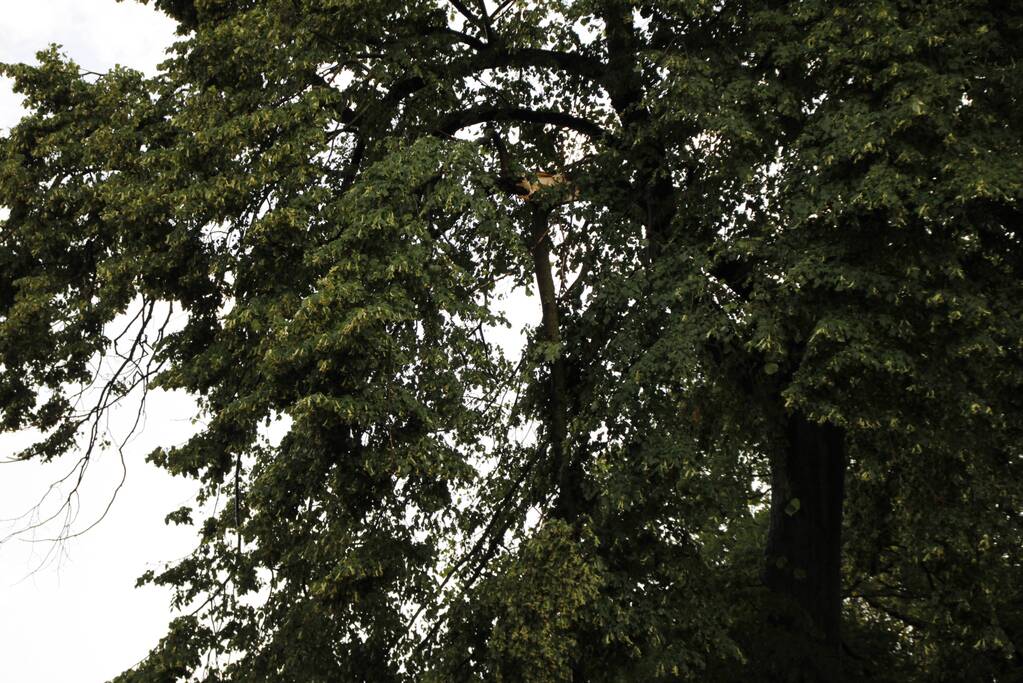 Takken afgebroken van boom door windvlaag