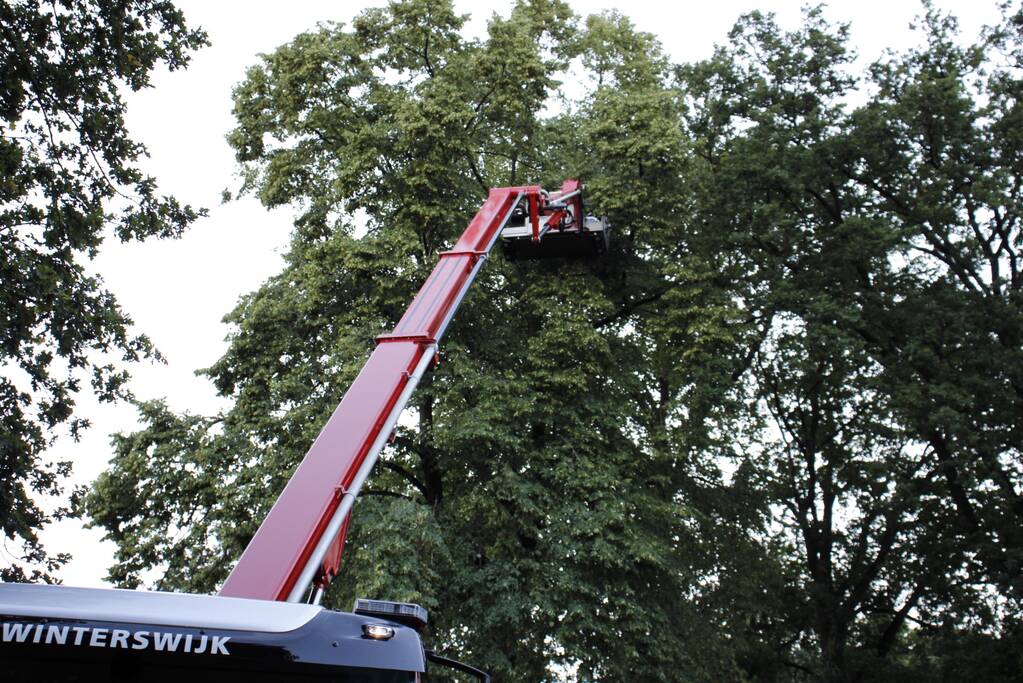 Takken afgebroken van boom door windvlaag