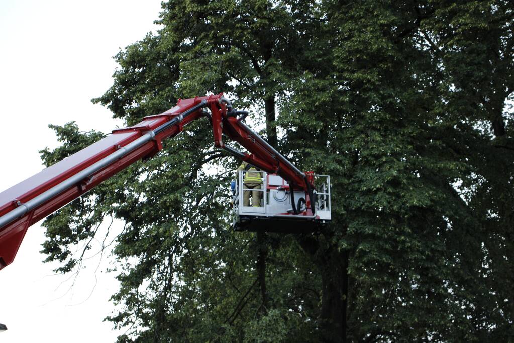 Takken afgebroken van boom door windvlaag