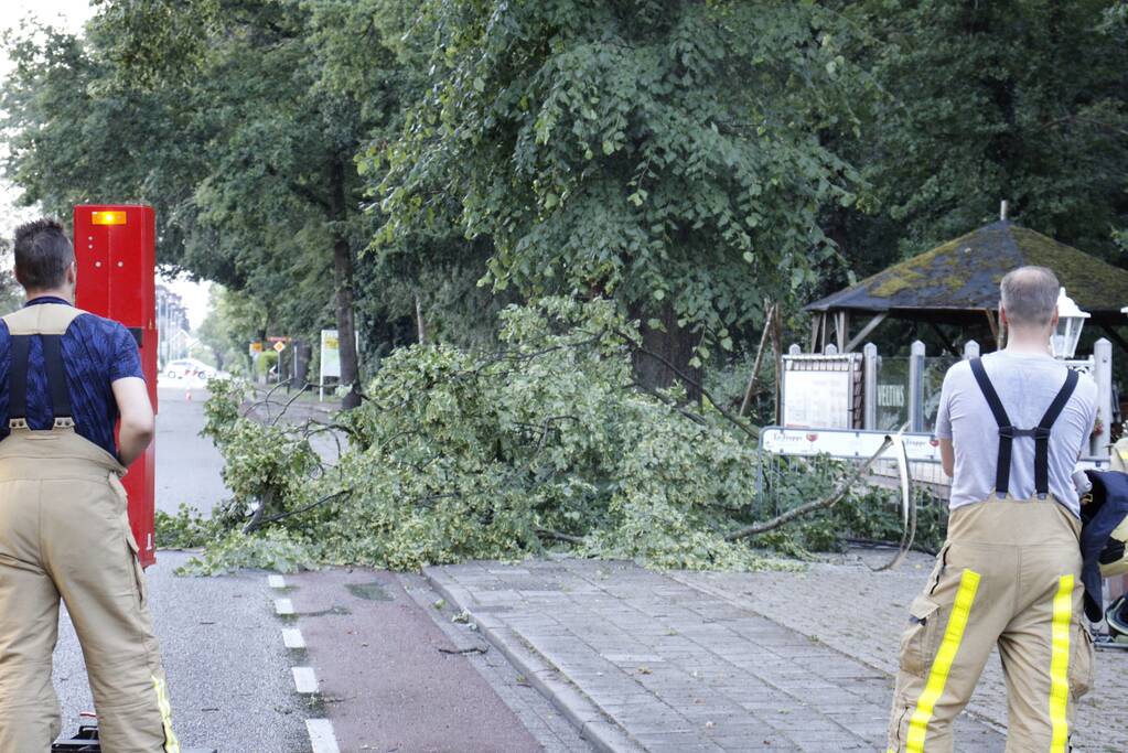 Takken afgebroken van boom door windvlaag