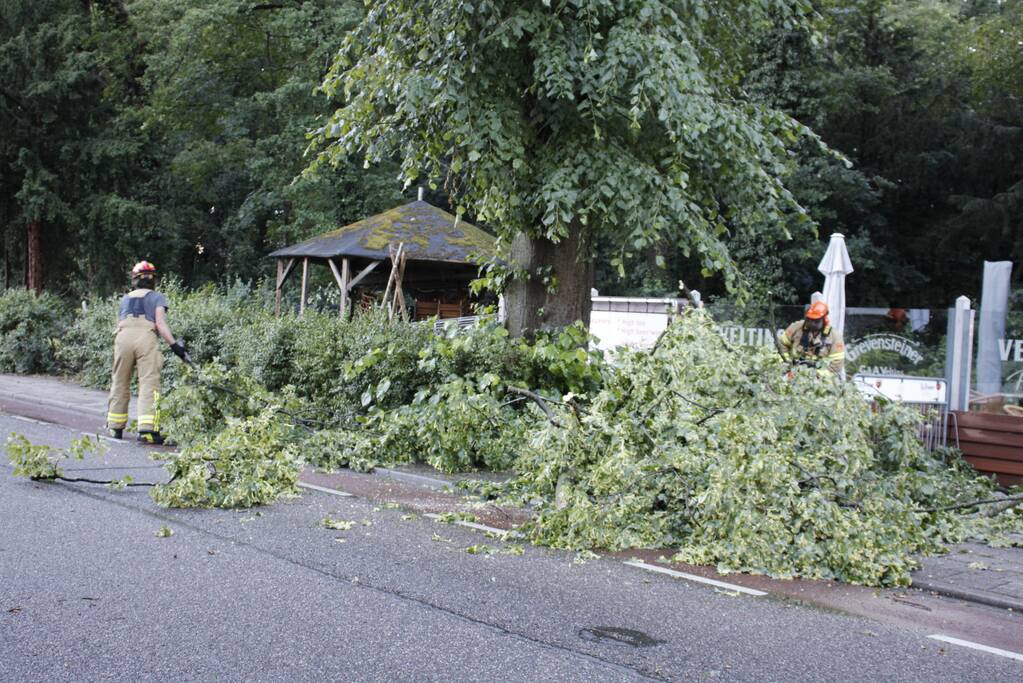 Takken afgebroken van boom door windvlaag