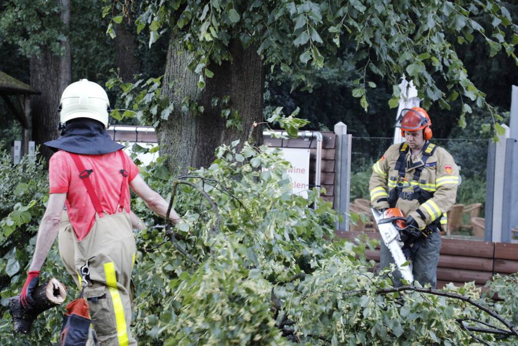 Takken afgebroken van boom door windvlaag