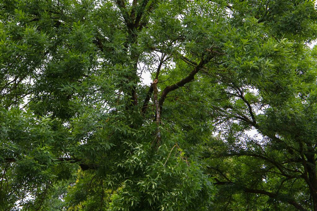 Brandweer verwijdert loshangende tak van boom