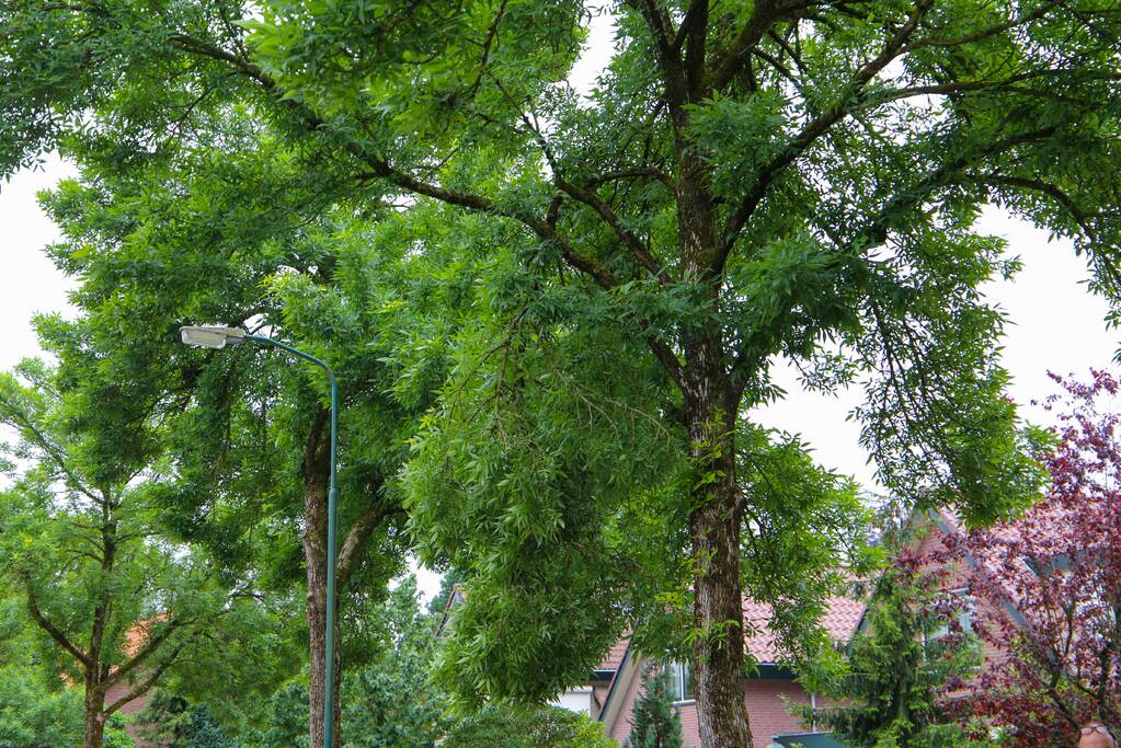 Brandweer verwijdert loshangende tak van boom