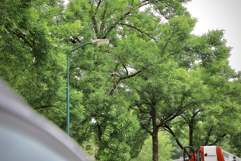 Brandweer verwijdert loshangende tak van boom
