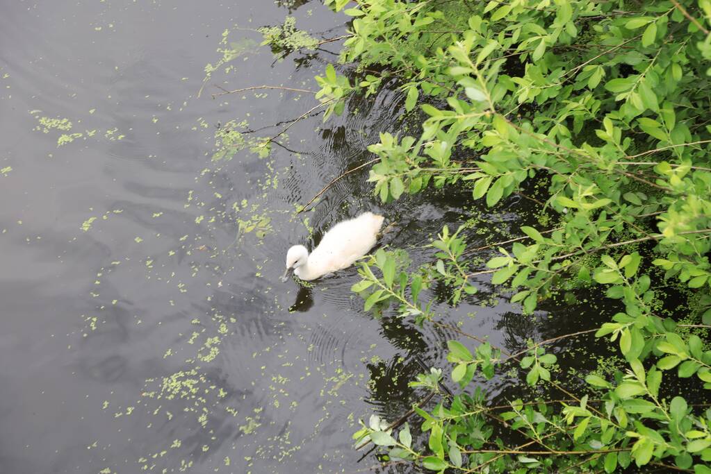 Brandweer haalt zwaantjes uit kanaal