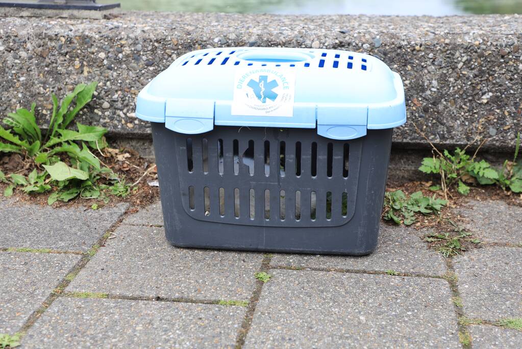 Brandweer haalt zwaantjes uit kanaal