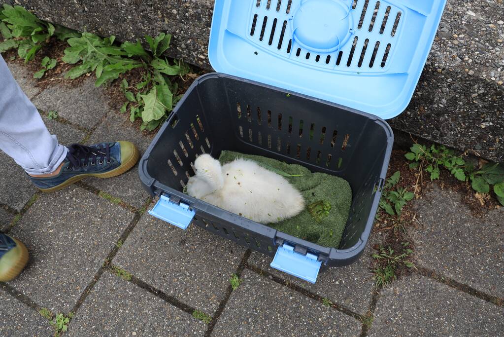 Brandweer haalt zwaantjes uit kanaal