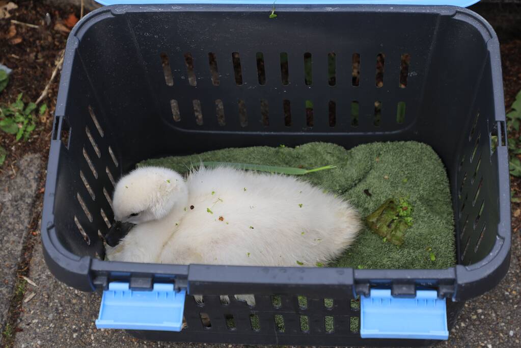 Brandweer haalt zwaantjes uit kanaal