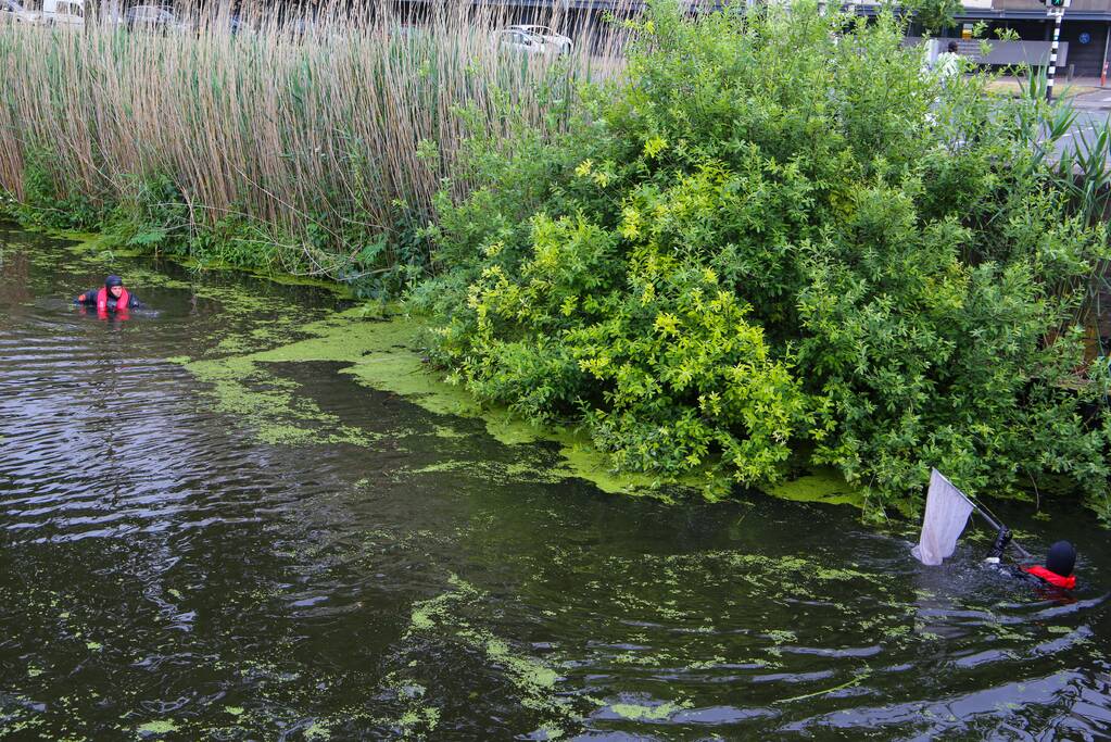 Brandweer haalt zwaantjes uit kanaal