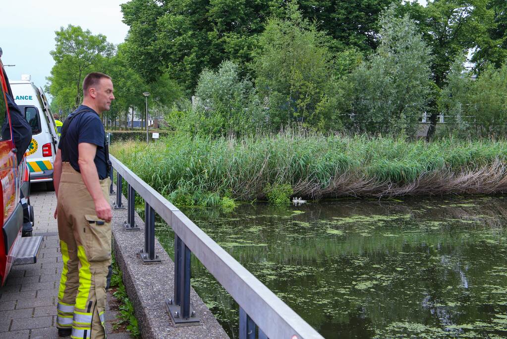 Brandweer haalt zwaantjes uit kanaal