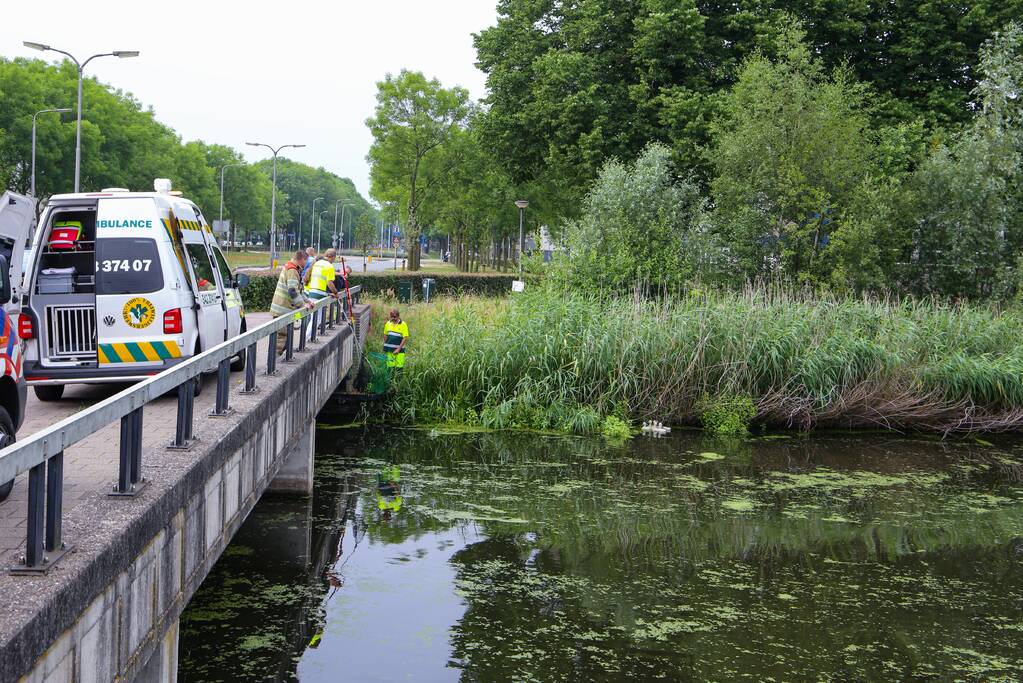 Brandweer haalt zwaantjes uit kanaal