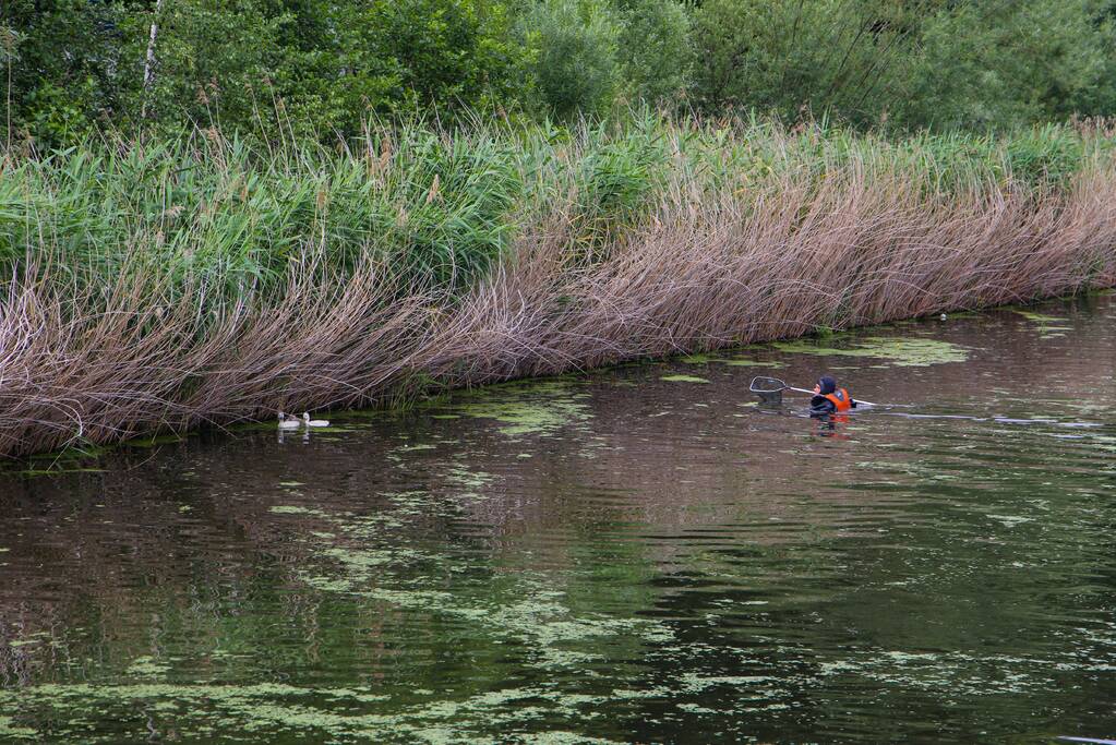 Brandweer haalt zwaantjes uit kanaal