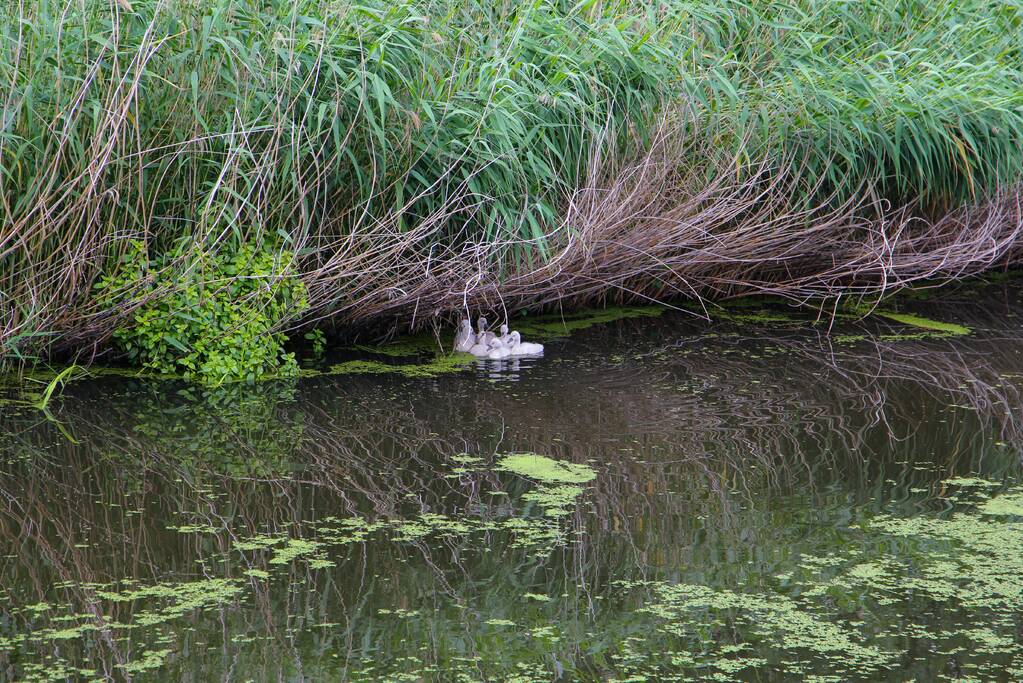 Brandweer haalt zwaantjes uit kanaal