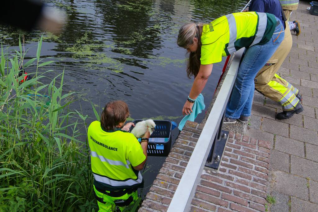 Brandweer haalt zwaantjes uit kanaal