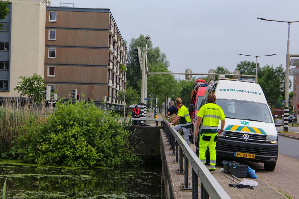 Brandweer haalt zwaantjes uit kanaal