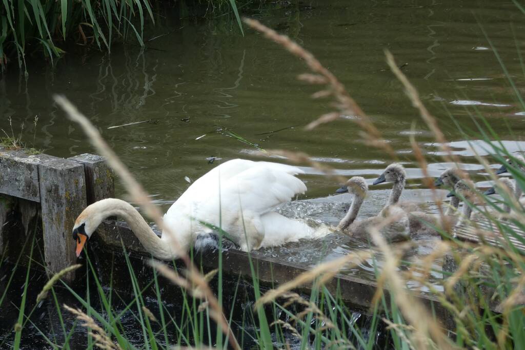 Brandweer helpt moeder zwaan met jongen