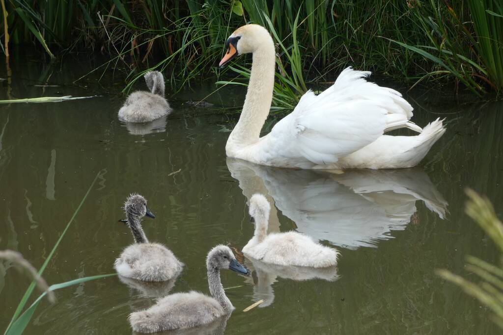 Brandweer helpt moeder zwaan met jongen