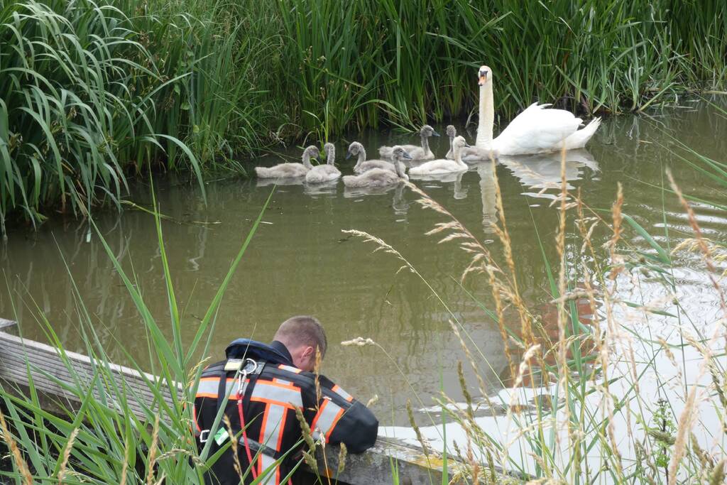 Brandweer helpt moeder zwaan met jongen