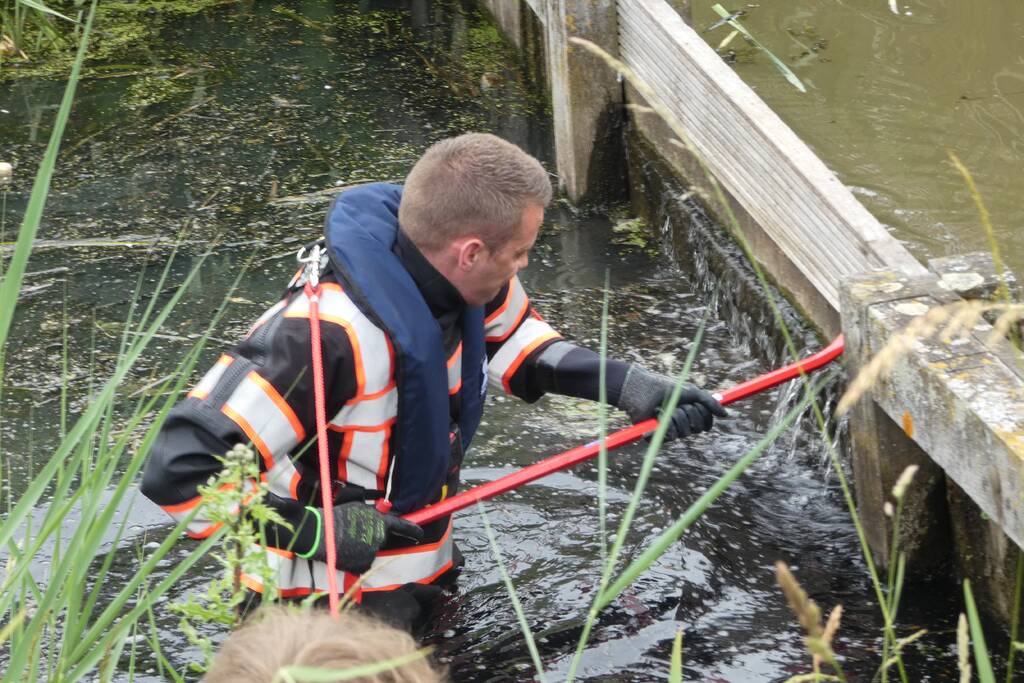 Brandweer helpt moeder zwaan met jongen