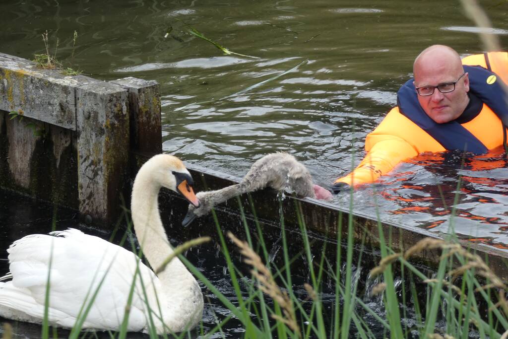Brandweer helpt moeder zwaan met jongen