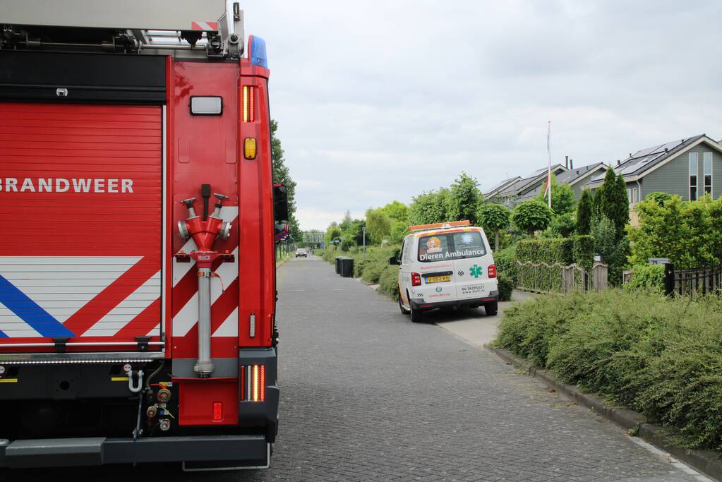 Reddingsactie brandweer voor baby-eendjes