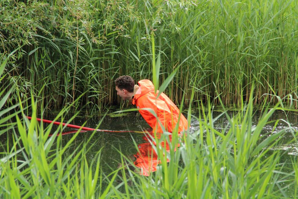 Reddingsactie brandweer voor baby-eendjes