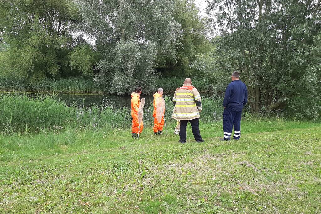 Reddingsactie brandweer voor baby-eendjes