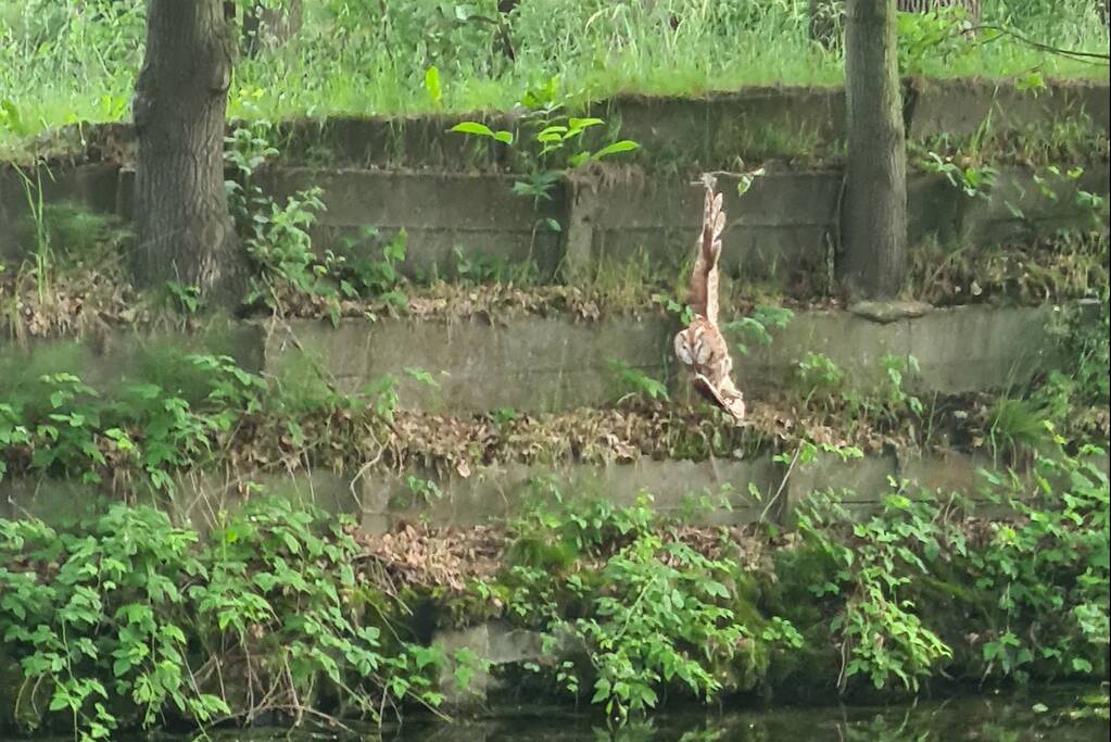 Brandweer bevrijdt vastzittende uil uit benarde positie
