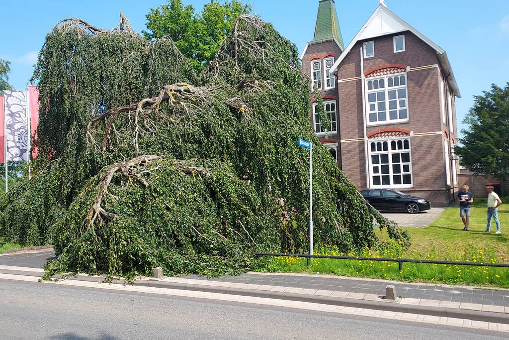 Grote tak treurwilg afgebroken