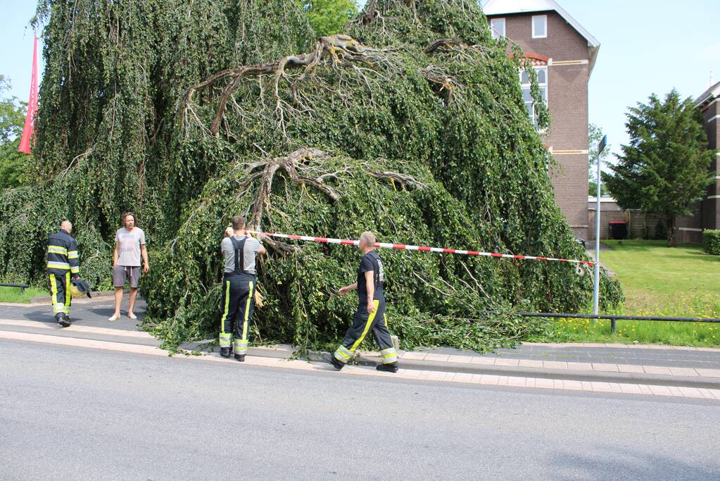 Grote tak treurwilg afgebroken