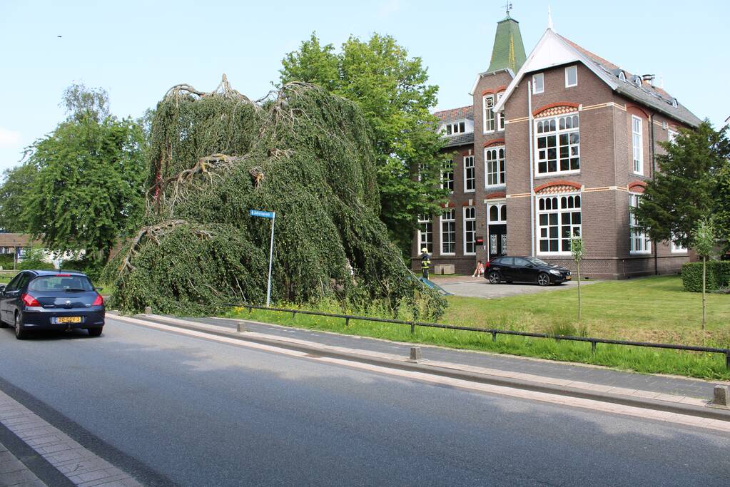 Grote tak treurwilg afgebroken