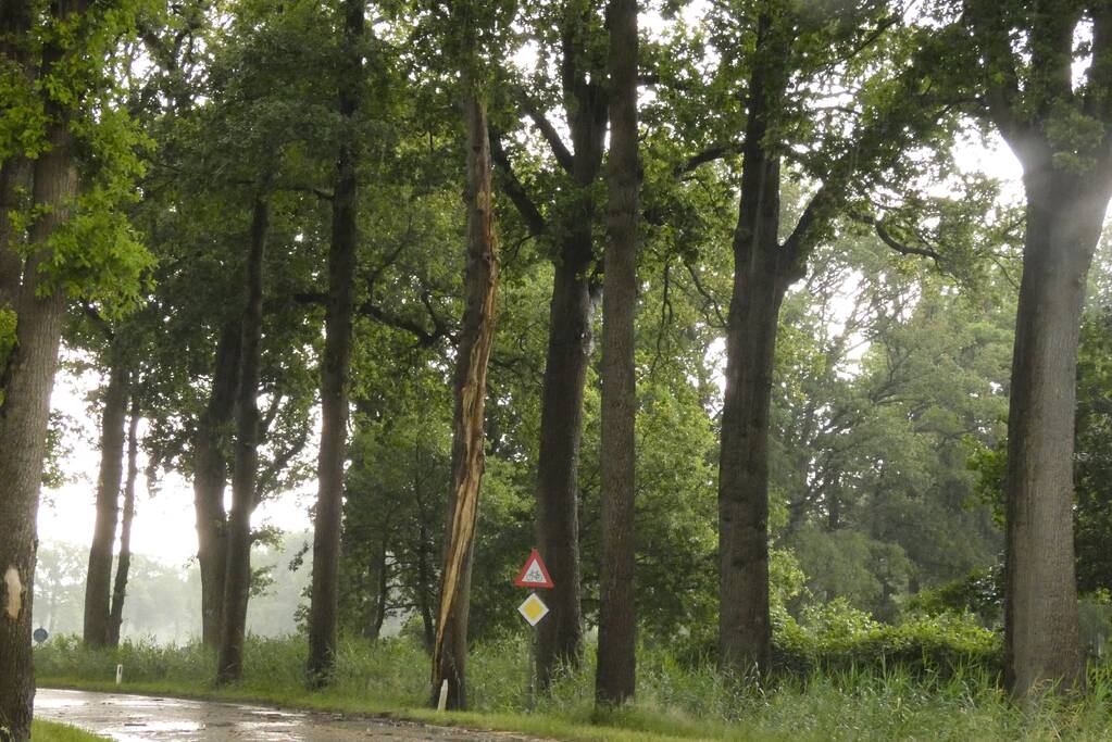 Bliksem ingeslagen in boom