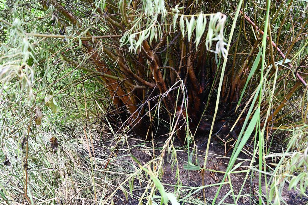 Omwonende ontdekt brand in bosjes