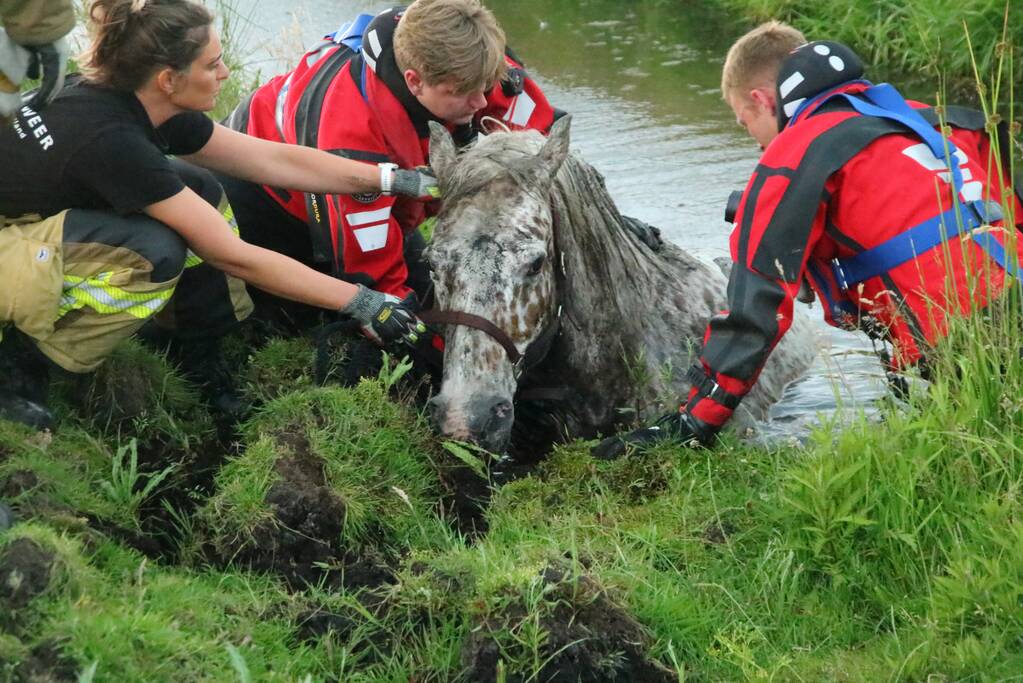 Paard vast in sloot