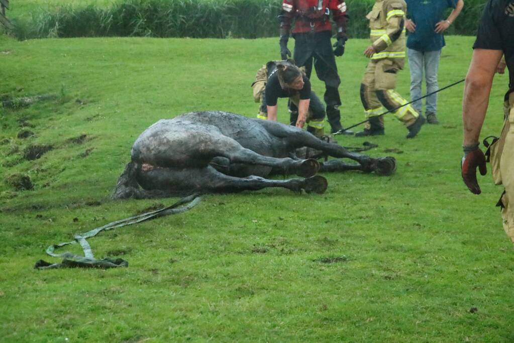 Paard vast in sloot