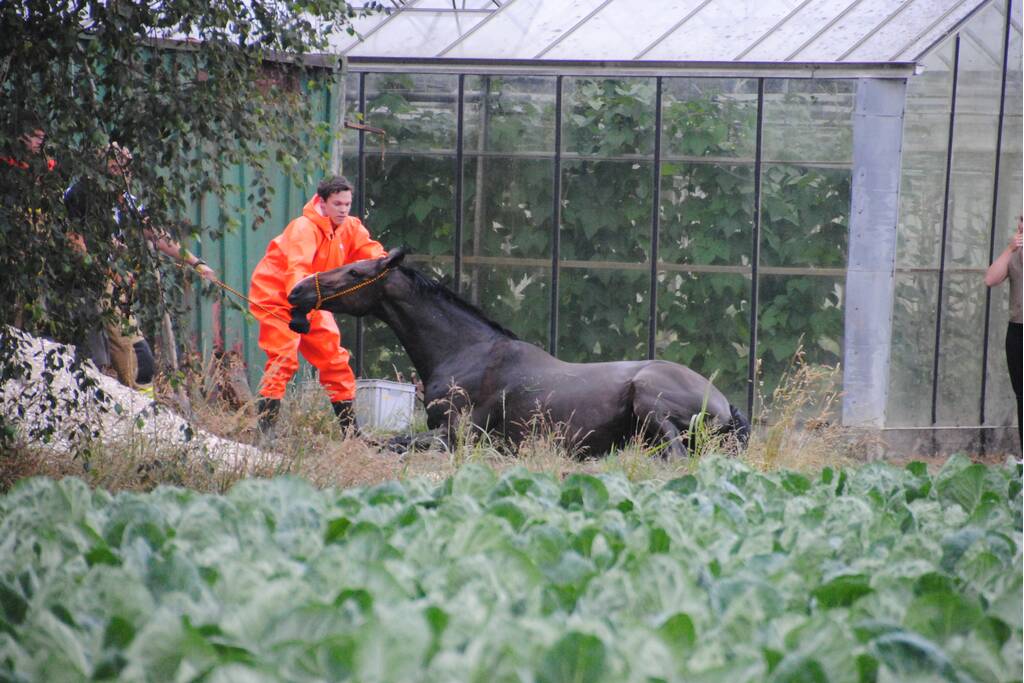 Brandweer haalt paard uit de sloot