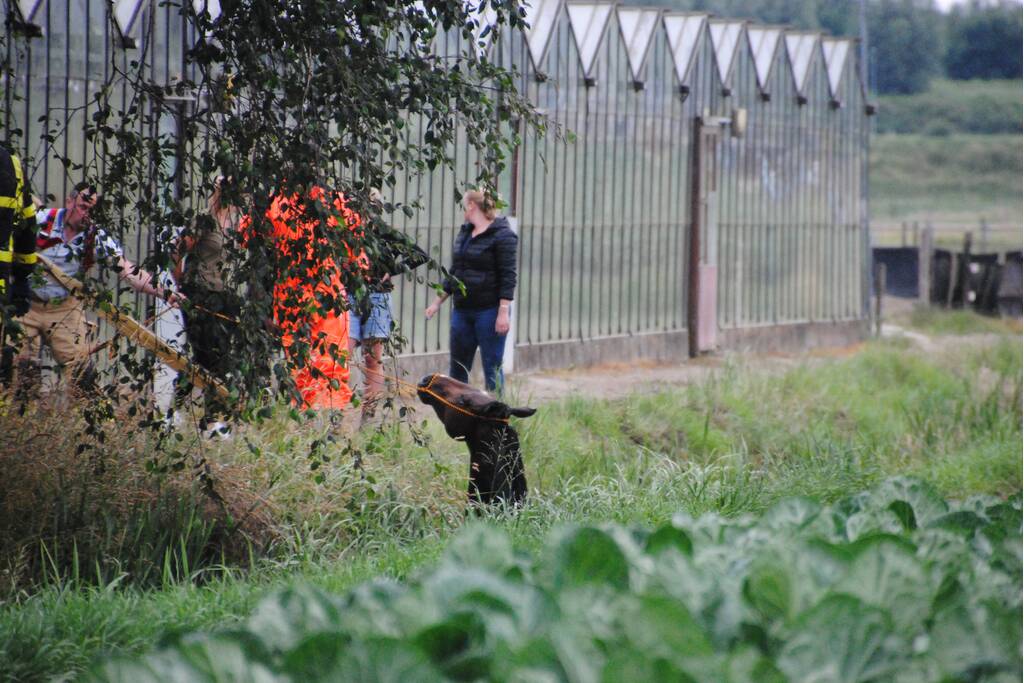 Brandweer haalt paard uit de sloot