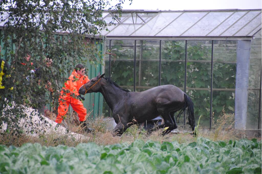Brandweer haalt paard uit de sloot