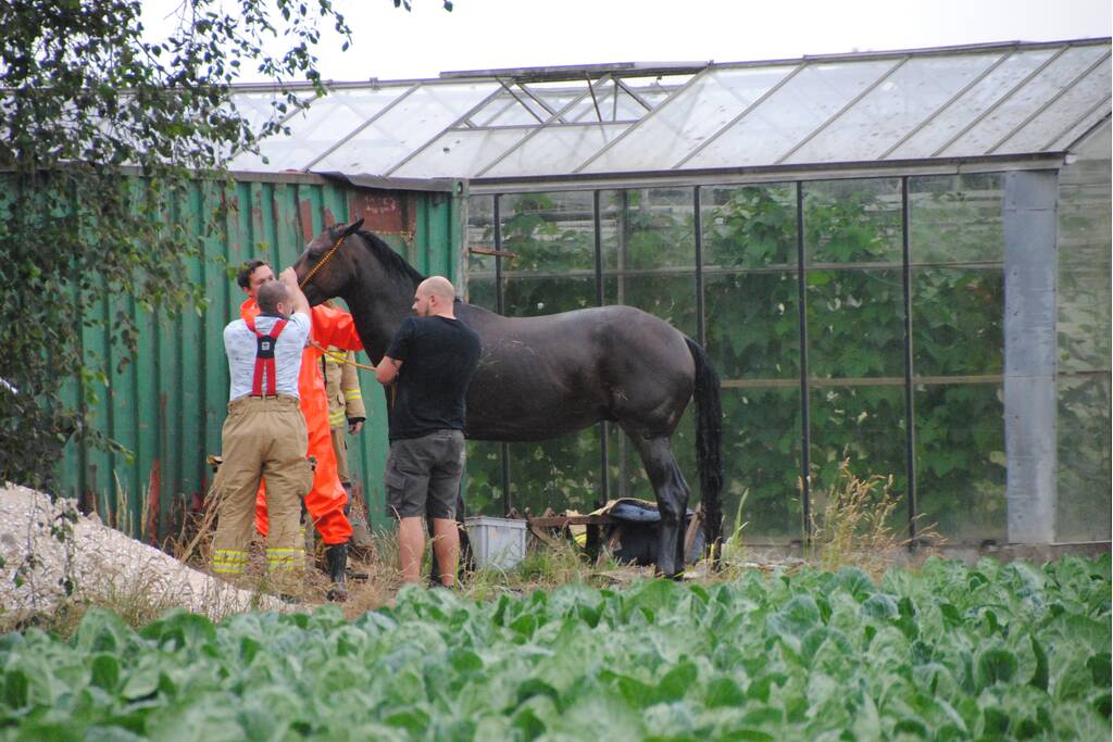 Brandweer haalt paard uit de sloot